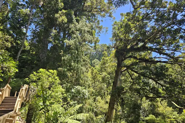 Fairy Falls Track 20241227 130108